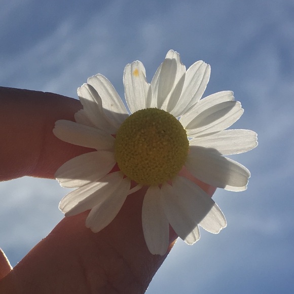 petitepleaseco